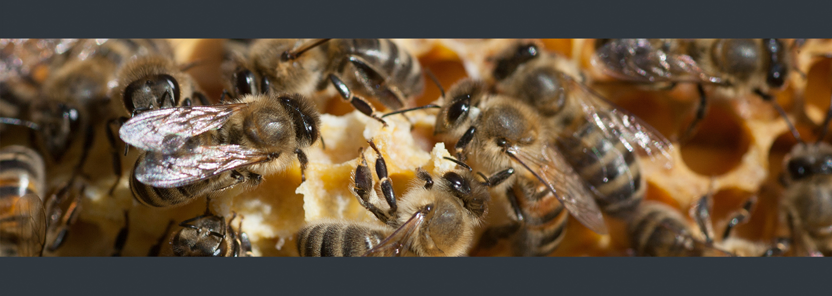 startseite-mittig-bienen